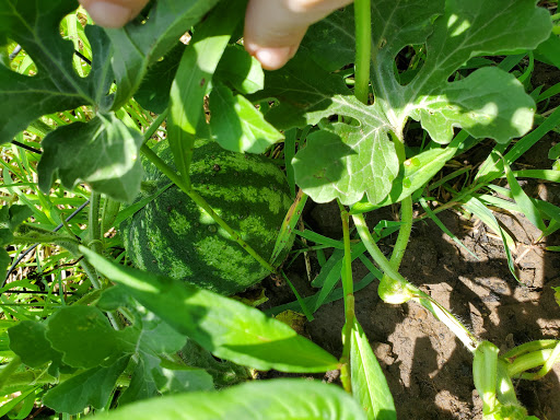 Pickerington Community Gardens image 8