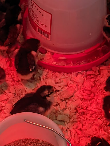 Home Improvement Store «Tractor Supply Co.», reviews and photos, 79 Red Hill Rd, Newport, PA 17074, USA