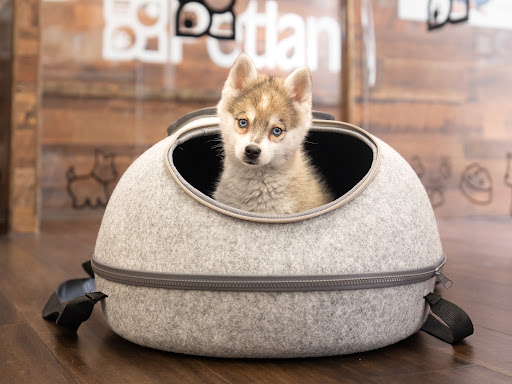 Pet Store «Petland of Plantation», reviews and photos, 801 S University Dr, Plantation, FL 33324, USA