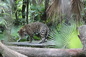 The Belize Zoo and Tropical Education Center image