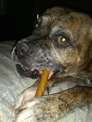 Pet Supply Store «PetSmart», reviews and photos, 21032 S Ellsworth Loop, Queen Creek, AZ 85142, USA