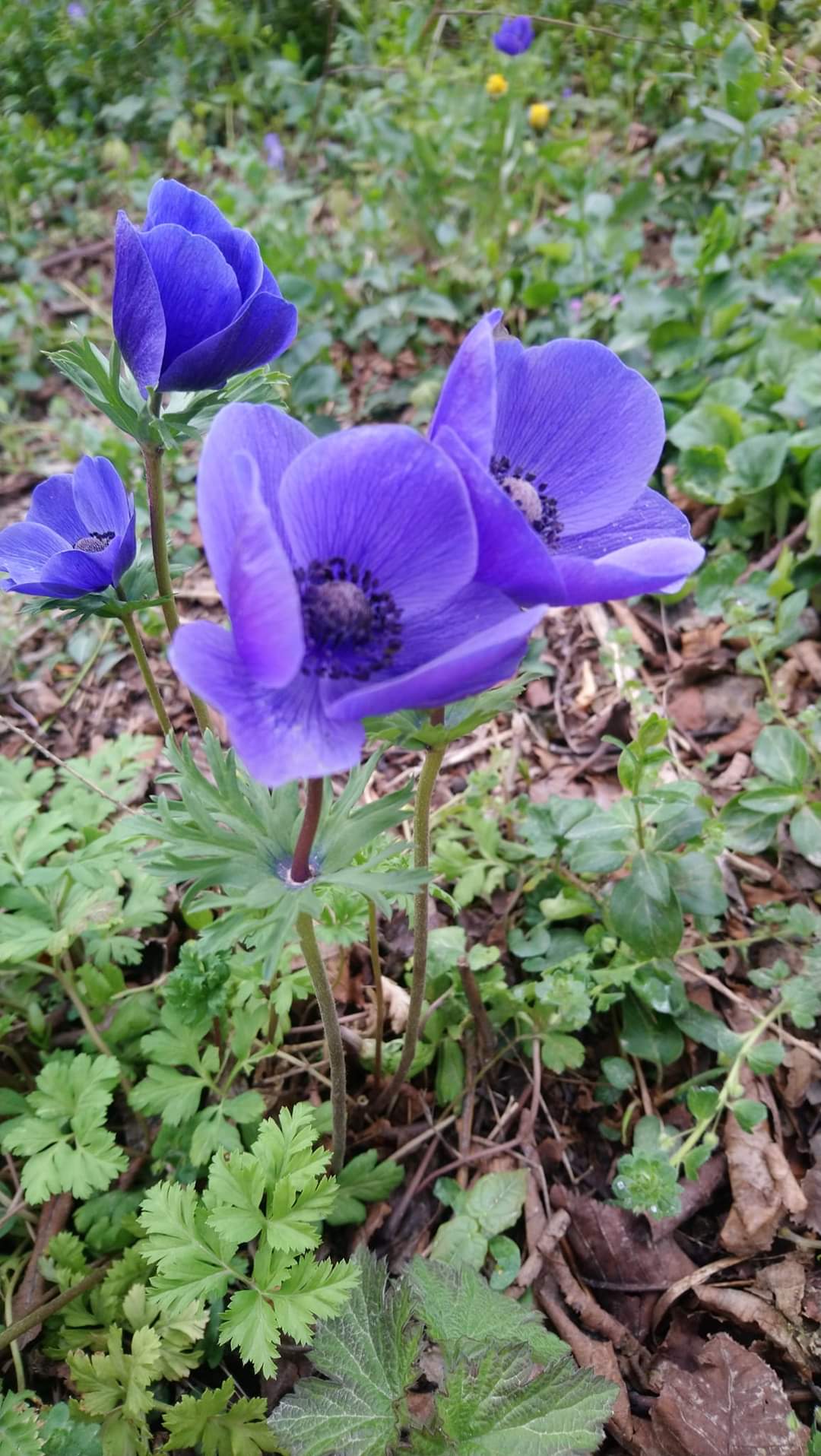 Photo n° 5 de l'avis de Ptitefleur94. fait le 31/07/2019 à 06:20