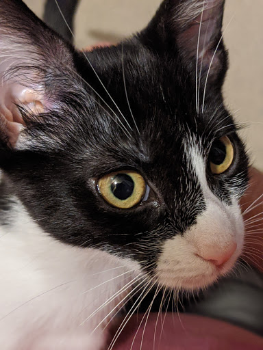 Pet Supply Store «PetSmart», reviews and photos, 3131 E Main St, Mohegan Lake, NY 10547, USA