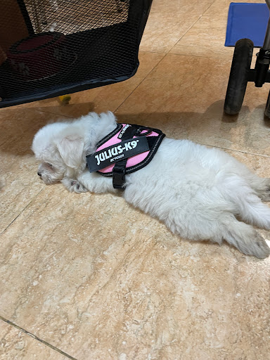 Don Bulldog en Zaragoza