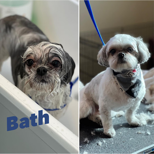 Pet Groomer «Doggie Doos By Amy Lou», reviews and photos, 132 2nd St NE, New Philadelphia, OH 44663, USA