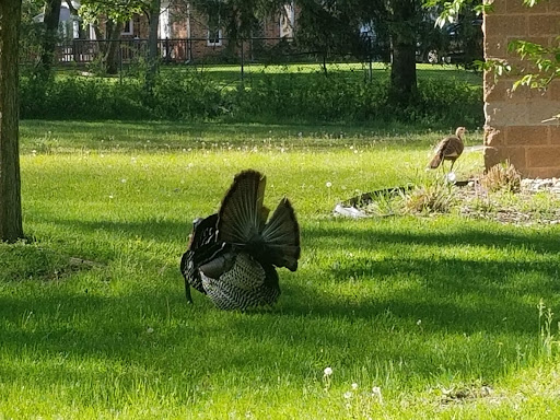 Nature Preserve «Stage Nature Center», reviews and photos, 6685 Coolidge Hwy, Troy, MI 48098, USA