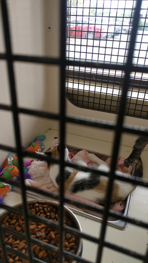 Pet Supply Store «Petco Animal Supplies», reviews and photos, 565 S State St, Westerville, OH 43081, USA