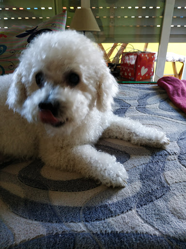 Bitxus Clínica Veterinaria en Reus