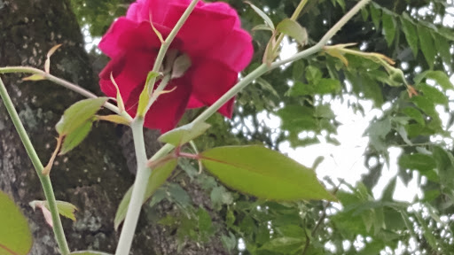 Art Museum «Booth Western Art Museum», reviews and photos, 501 N Museum Dr, Cartersville, GA 30120, USA