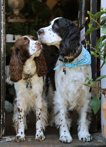 Florist «Flores Mantilla», reviews and photos, 164 Washington St, Marblehead, MA 01945, USA