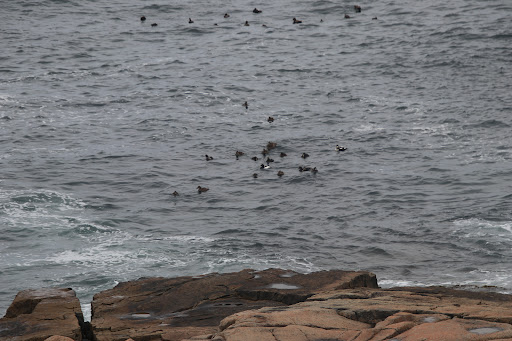 Vista Point «Schoodic Point», reviews and photos, Arey Cove Rd, Winter Harbor, ME 04693, USA