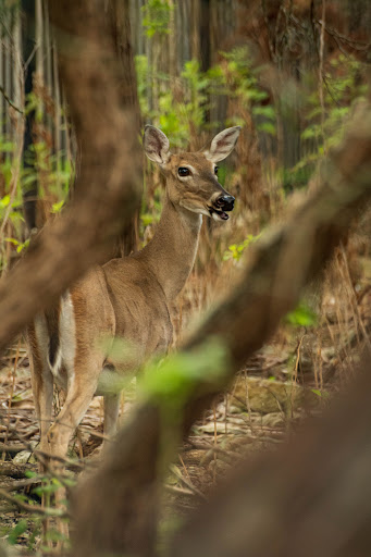Nature Preserve «Stillhouse Hollow Nature Preserve», reviews and photos, 7810 Sterling Dr, Austin, TX 78759, USA
