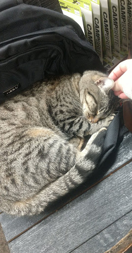 Tobacco Shop «Just For Him», reviews and photos, 1334 E Battlefield Rd, Springfield, MO 65804, USA