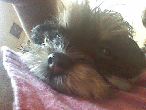 Park «Desert Star Park», reviews and photos, 8550 W Encanto Blvd, Phoenix, AZ 85037, USA