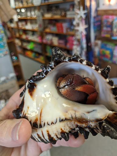 Gift Shop «Sea Shell Shoppe», reviews and photos, 120 N Austin St, Rockport, TX 78382, USA