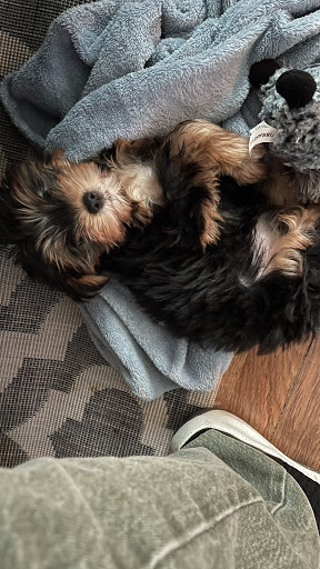 Pet Supply Store «PetSmart», reviews and photos, 40451 Lowes Ave, Gonzales, LA 70737, USA