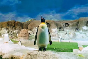 Pingüinos image