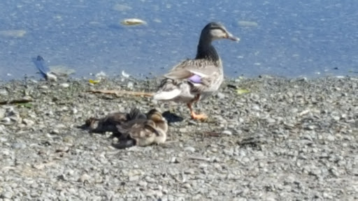 Park «Ferguson Park», reviews and photos, 1330 Ferguson Park Rd, Snohomish, WA 98290, USA