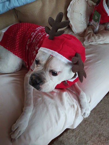 Pet Supply Store «Pet Supplies Plus», reviews and photos, 6030 Central Ave Suite A, Portage, IN 46368, USA