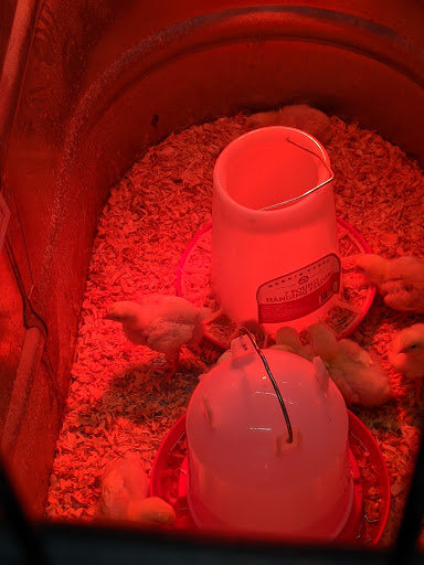 Home Improvement Store «Tractor Supply Co.», reviews and photos, 7409 County Rd 311, Sellersburg, IN 47172, USA