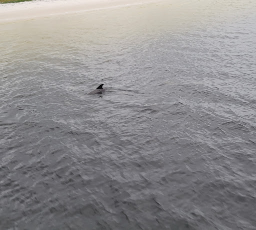 Tourist Attraction «Sea Dragon Pirate Cruise», reviews and photos, 5325 N Lagoon Dr, Panama City, FL 32408, USA