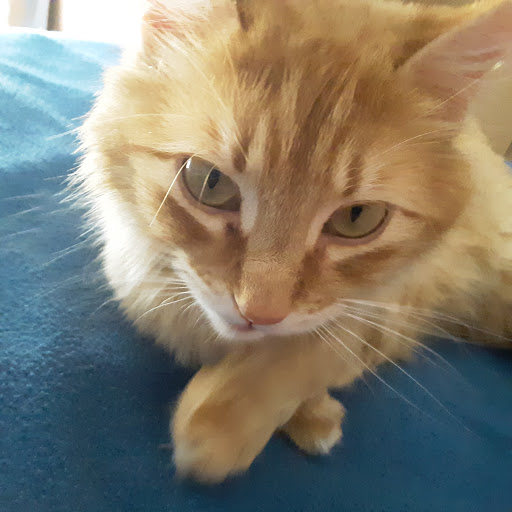 Pet Supply Store «Pet Supermarket, Inc.», reviews and photos, 598 N McCarran Blvd, Sparks, NV 89431, USA