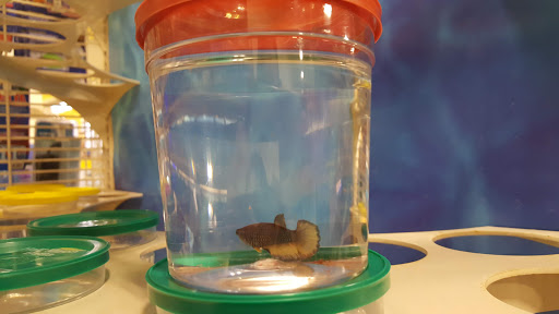 Pet Supply Store «PetSmart», reviews and photos, 1715 SE Delaware Ave, Ankeny, IA 50021, USA