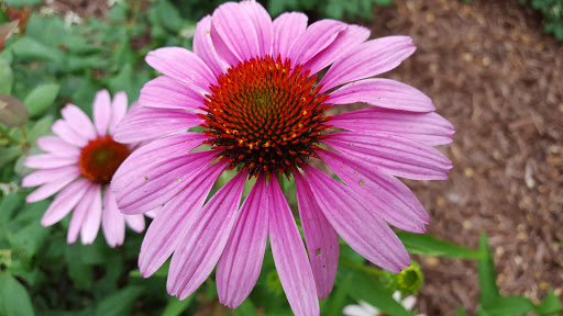 American Restaurant «Cracker Barrel Old Country Store», reviews and photos, 275 Brenton Way, Shepherdsville, KY 40165, USA