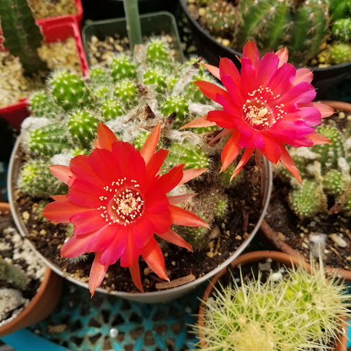 Home Improvement Store «The Home Depot», reviews and photos, 1341 W Davis St, Conroe, TX 77304, USA