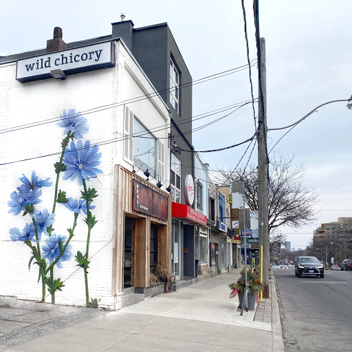 Wild Chicory