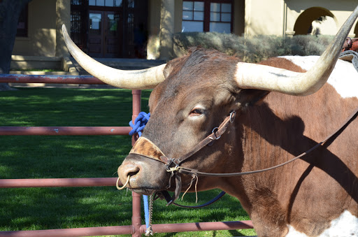Tourist Attraction «Stockyards Championship Rodeo», reviews and photos, 121 E Exchange Ave, Fort Worth, TX 76164, USA