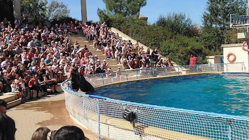 attractions Show des Otaries Roquefort