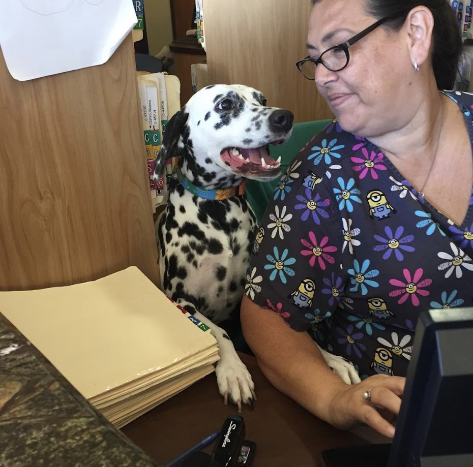 Telegraph Canyon Animal Medical Center