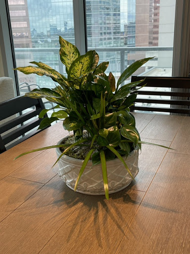 Florist «Scent & Violet florist», reviews and photos, 12811 Westheimer Rd, Houston, TX 77077, USA