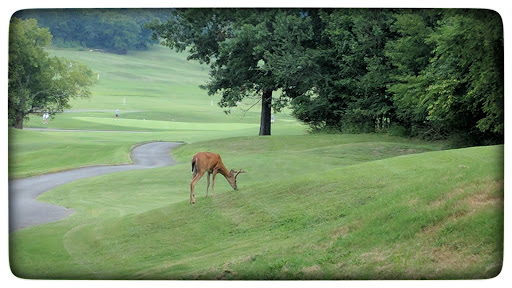 Wedding Venue «Country Hills Golf Club», reviews and photos, 1501 Saundersville Rd, Hendersonville, TN 37075, USA