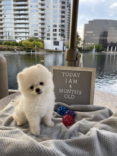 Pet Supply Store «Woof Woof Puppies & Boutique», reviews and photos, 29555 Northwestern Hwy, Southfield, MI 48034, USA