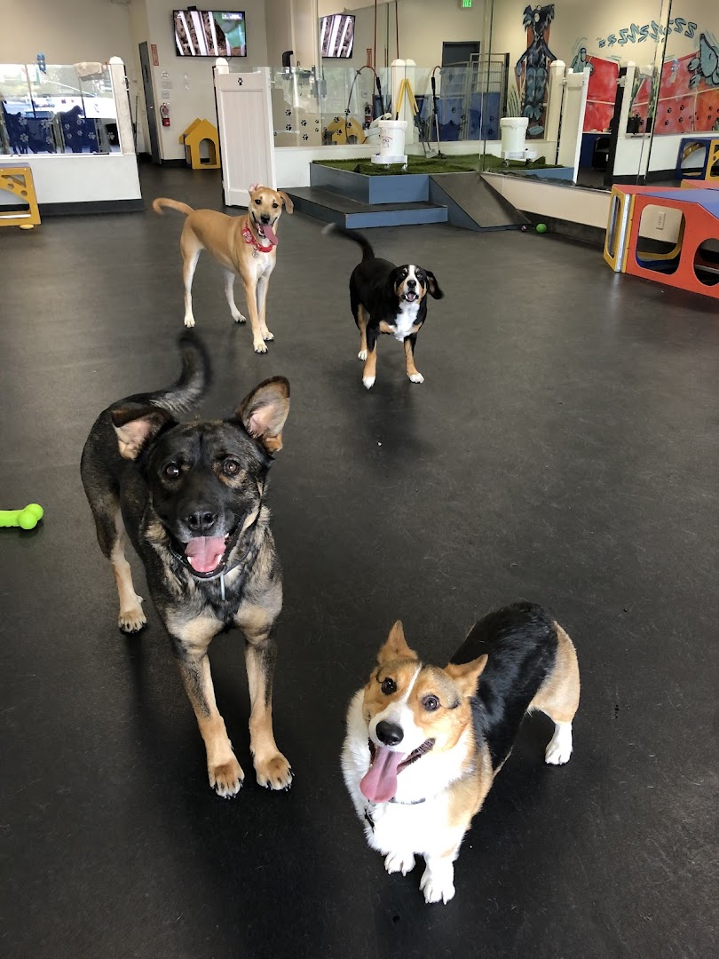 Paws 'n' Play Doggy Daycare