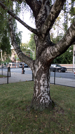 Park «Frederick B. Judge Playground», reviews and photos, 111-01 134th St, South Ozone Park, NY 11420, USA