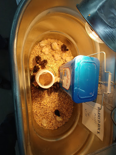 Department Store «Rural King», reviews and photos, 2960 E 10th St, Jeffersonville, IN 47130, USA