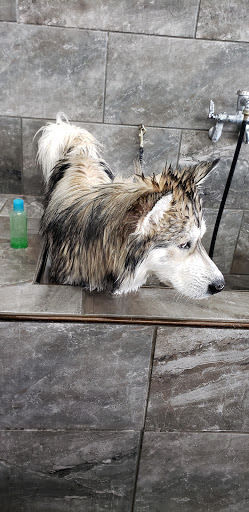 Pet Supply Store «Pet Supermarket», reviews and photos, 14044 Grant Rd Ste 200, Cypress, TX 77429, USA