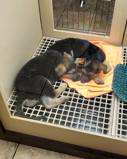 Pet Store «Petland - Ft. Myers», reviews and photos, 7091-13 College Pkwy, Fort Myers, FL 33907, USA