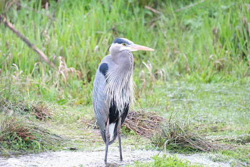 Nature Preserve «Beaverton Creek Wetlands Natural Area», reviews and photos, SW 153rd Dr, Beaverton, OR 97006, USA