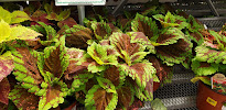 Under the Sun Garden Center - Photo 6 - Car repair in Tulsa, OK, Broken Arrow
