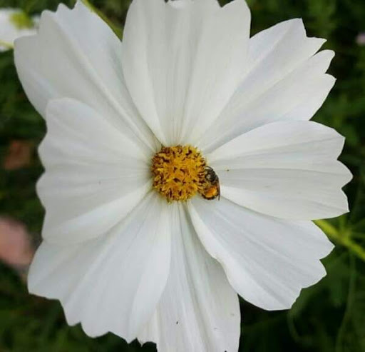 Public Golf Course «Beech Creek Golf Course», reviews and photos, 1831 Hudepohl Ln, Cincinnati, OH 45231, USA