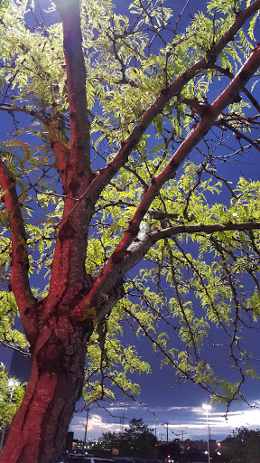 Movie Theater «College Point Multiplex Cinemas», reviews and photos, 2855 Ulmer St, Flushing, NY 11354, USA