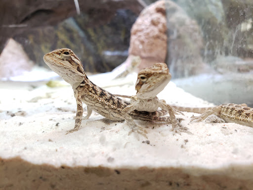 Pet Store «Fish Bowl Aquarium & Pet Mart», reviews and photos, 725 Providence St, West Warwick, RI 02893, USA