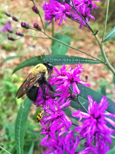 Coffee Shop «Starbucks», reviews and photos, 615 Paul Huff Parkway, Cleveland, TN 37312, USA