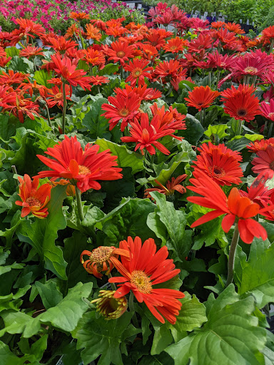 Sod Supplier «Woerner Landscape Source & Pet Supply - Pensacola», reviews and photos, 1332 Creighton Rd, Pensacola, FL 32504, USA