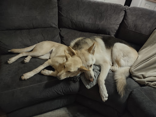 Pet Supply Store «PetSmart», reviews and photos, 860 NE Mall Blvd, Hurst, TX 76053, USA