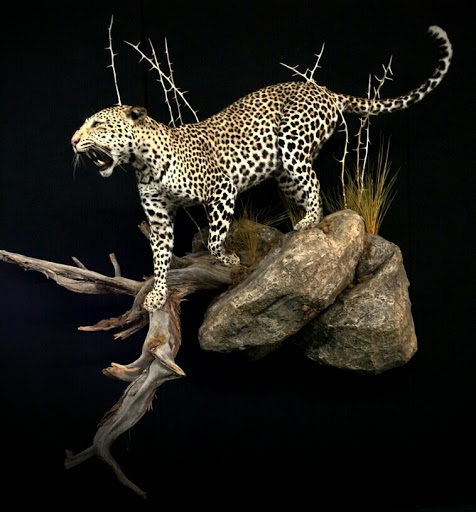 Taxidermist «HighPoint Taxidermy And Outfutters», reviews and photos, 14860 OH-13, Thornville, OH 43076, USA